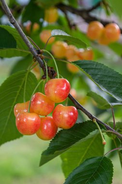 Olgun, tatlı kirazlardan oluşan bir küme kırmızı ve sarı renklerle parıldıyor güçlü bir daldan sarkan canlı yeşil yapraklar arasında ılık yaz günü.