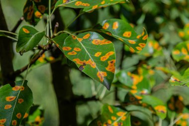 Bir armut ağacının yaprakları, güneşli bir gün bahçesinde meydana gelen mantar hastalığının yol açtığı turuncu lekeleri gösteren armut pasından gözle görülür şekilde etkilenir..