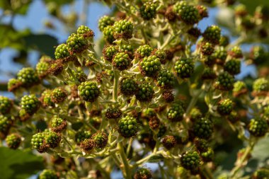 Küçük yeşil çiğ taneleri, yazın erken saatlerinde yemyeşil yapraklarla çevrili sıcak güneş ışığının tadını çıkaran bir çalı çalısı bitkisinin üzerinde gelişir..