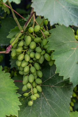 Sarmaşıklardan sarkan yeşil üzüm salkımları bir üzüm bağında canlı yeşil yapraklar arasında büyüdüğünü ve olgunlaştığını gösteren parlak güneş ışığı altında.