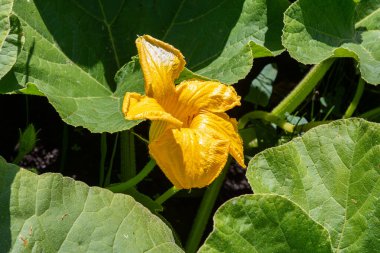 Canlı sarı kabak çiçeği bereketli yeşil yaprakların arasında açar yaz bahçesi mevsimlik sebzelerin büyümesini ve canlılığını sembolize eder..