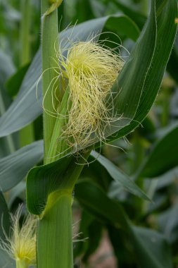 Mısır ipeği bir mısır bitkisinden filizlenir ve açık yaz gökyüzünün altında gelişen bir tarlada ilk gelişim aşamalarını gösterir..