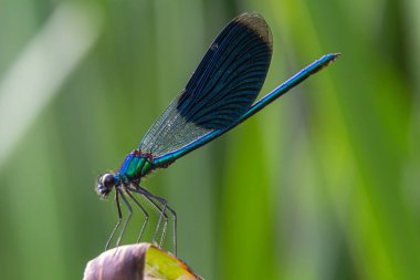 Çarpıcı mavi ve yeşil renkleri olan canlı bir yusufçuk bir yaprağın üzerinde uzanır, parlak gün ışığı altında zengin yeşil yaprakların zeminine karşı karmaşık kanat desenleri sergiler..