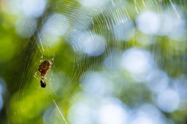 Bir örümcek ustalıkla hassas bir ağ oluşturur, canlı yapraklar arasında güneş ışığında parlayan, doğanın sanatını ve ustalığını ayrıntılı bir şekilde gösteren.