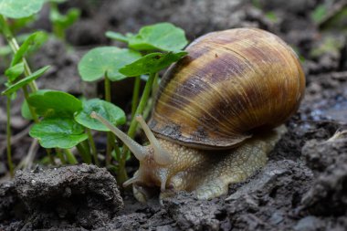 Bir salyangoz nemli topraklarda dolaşırken çevresi küçük yeşil bitkilerle çevriliyken gün ışığında bir bahçe ekosisteminde yaşamın hassas dengesini gösterir..
