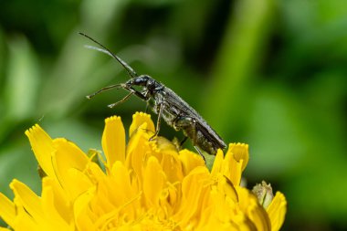 Siyah uzun boynuzlu böcek, bahçedeki canlı sarı çiçeğin üzerinde uzanır ve kendine özgü uzatılmış şeklini ve uzun antenini gösterir..