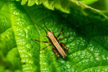 Bu çalı cırcır böceği nemli yeşil bir yaprağın üzerinde sessizce oturur. İlkbaharın sonlarında ılıman bir ormanda ılık güneş ışığı altında etrafı ile harmanlanır..