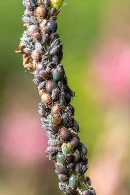 Yoğun yaprak biti kümesi aktif olarak güneş ışığı altında yeşil bir bitki gövdesiyle besleniyor. Bulanık bir arkaplan karşısında küçük vücutlarını ve çeşitli renkleri gösteriyor..