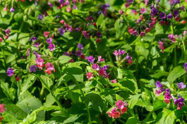 Yeşil yapraklar üzerinde canlı ve parlak pulmonarya çiçekleri yakın plan.