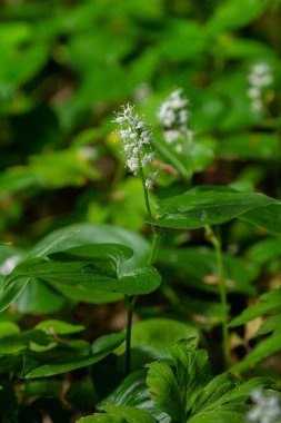 Maianthemum bifolium ya da vadideki sahte zambak veya Mayıs zambağı, genellikle yerel rizomatöz çiçekli bir bitkidir. Ormanda büyüyen.
