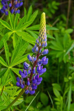 Lupinus, lupin, acı bakla alan pembe mor ve mavi çiçekli.