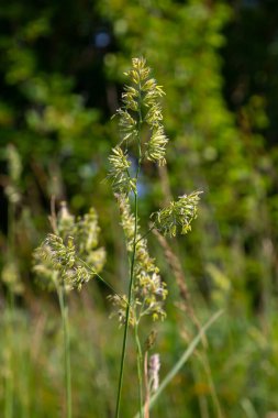 Yeşil çimenlere karşı Dactylis ekin. Çayırlarda değerli çimler açar. Dactylis glomerata. Dactylis glomerata, ayrıca horoz ayağı, meyve bahçesi otu ya da kedi otu olarak da bilinir..