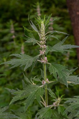 Leonurus cardiaca, known as motherwort. Other common names include throw-wort, lion's ear, and lion's tail. Medicinal plant. Grows in nature.