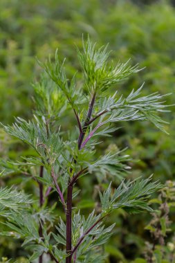 Artemisia vulgaris yaygın mugwort alerjisi çiçekleri.