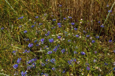 Centaurea siyanus tarlalarımızda yaygın bir çiçektir..