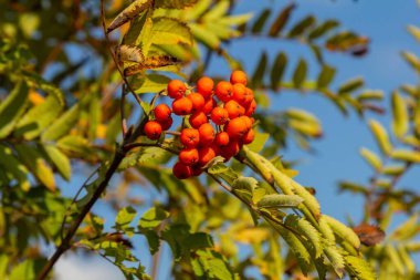 Ağaçta bir demet kırmızı kızılcık çileği.