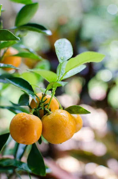 Primo piano di arance frutta sull'albero — Foto Stock