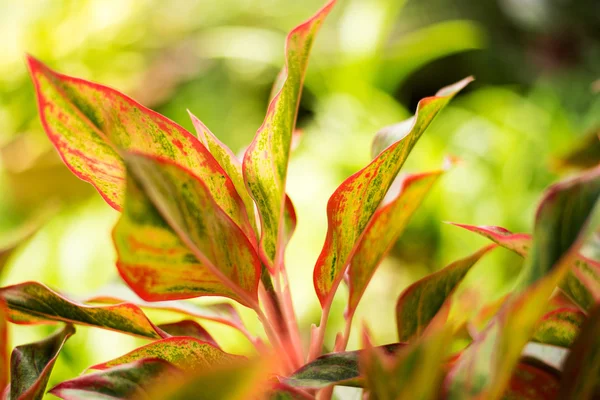 Closeup of colorful leaves of plants in the garden — Stock Photo, Image