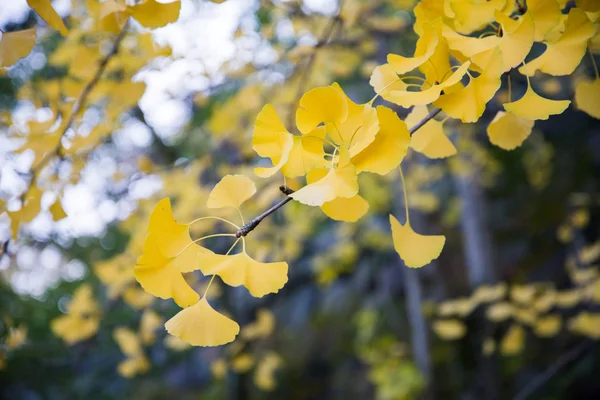 Ljust gul färg lämnar på ginkgo träd — Stockfoto