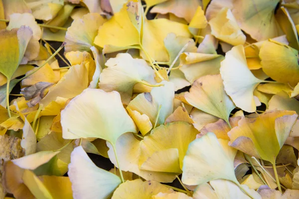 Ljust gul färg ginkgo blad — Stockfoto