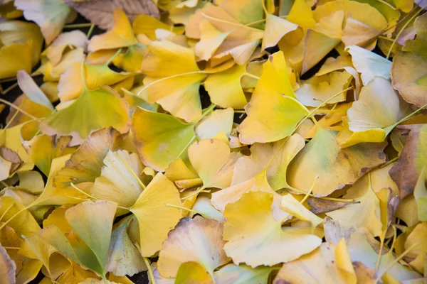 Ljust gul färg ginkgo blad — Stockfoto