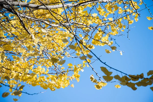 Ljust gul färg lämnar på ginkgo träd — Stockfoto