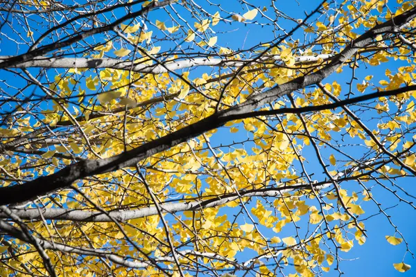 Ljust gul färg lämnar på ginkgo träd — Stockfoto