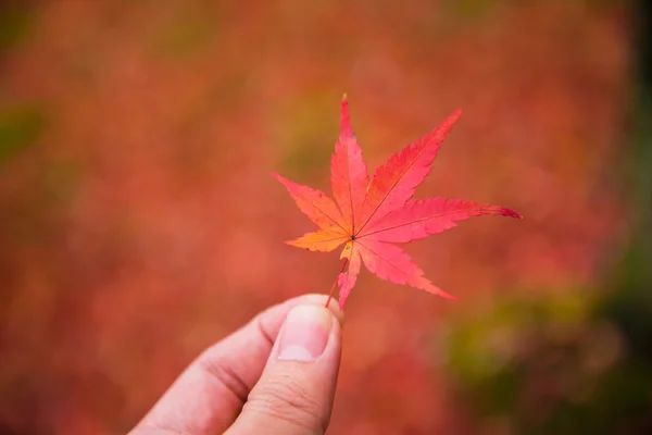 Hand med röd färg blad färgglada löv bakgrund — Stockfoto