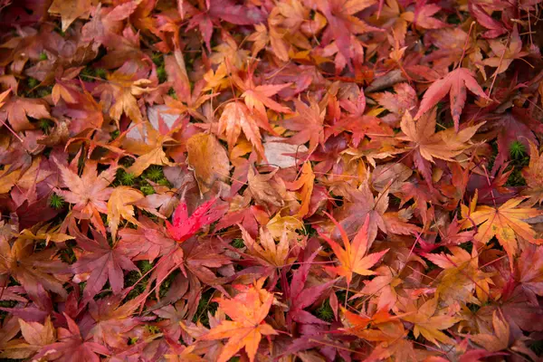 Colorful fallen leaves on ground — Stock Photo, Image