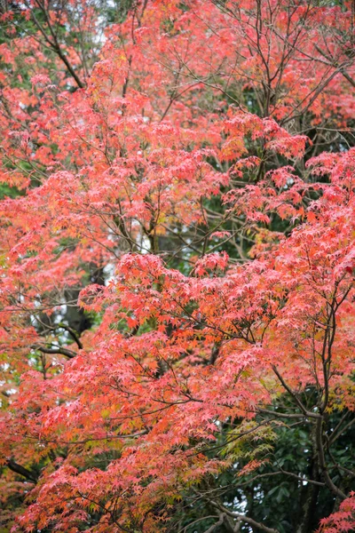 Kolorowe liście na maple drzewa w ogrodzie — Zdjęcie stockowe