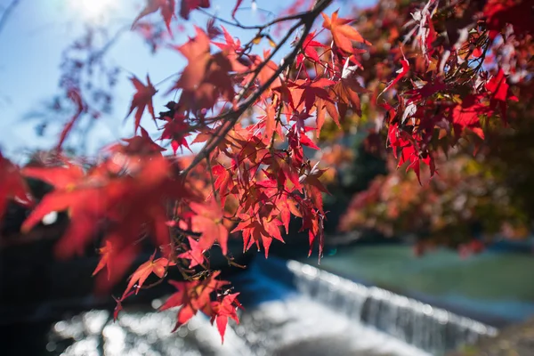 Färgglada löv på lönn — Stockfoto