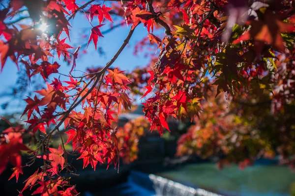 Färgglada löv på lönn — Stockfoto