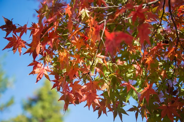 Colorful leaves on maple tree in garden — Stock Photo, Image