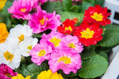 Japonya'da güzel küçük çiçek