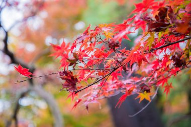 Akça ağaç bahçe içinde renkli yapraklarda