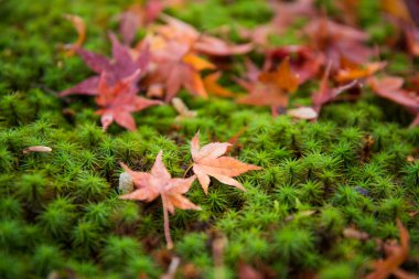 Yere düşen renkli yapraklar