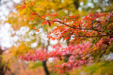 Akça ağaç bahçe içinde renkli yapraklarda