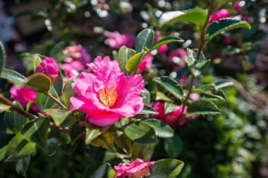 Japonya'da güzel küçük çiçek
