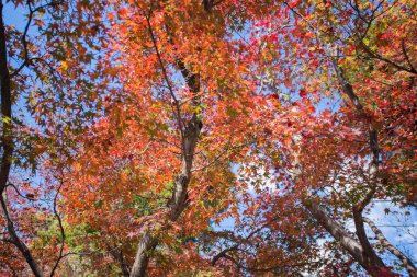 Akça ağaç bahçe içinde renkli yapraklarda