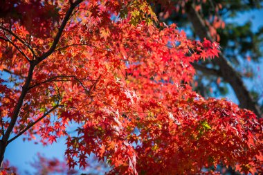 Akça ağaç bahçe içinde renkli yapraklarda