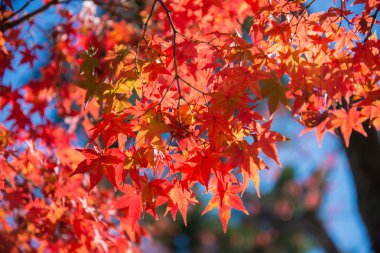 Akça ağaç bahçe içinde renkli yapraklarda