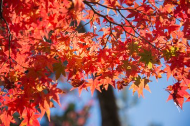 Akça ağaç bahçe içinde renkli yapraklarda