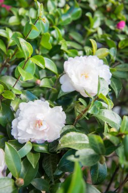 Japonya'da güzel küçük çiçek