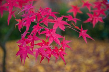 Akça ağaç bahçe içinde renkli yapraklarda