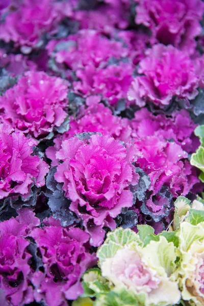 Mooie kleine bloem in Japan — Stockfoto