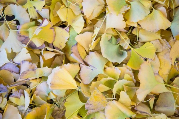 Bright yellow color ginkgo leaves