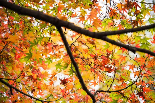 Färgglada löv på lönnträd i trädgården — Stockfoto