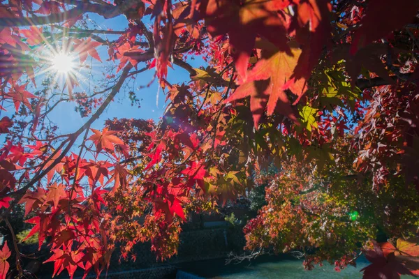 Akça ağaç'ın renkli yapraklarda — Stok fotoğraf