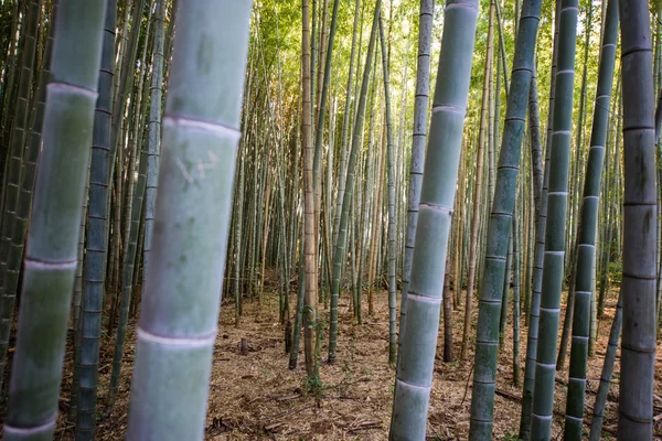 Primer plano del árbol de bambú — Foto de Stock