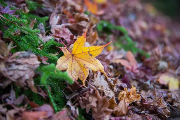 乾燥した色鮮やかなカエデの葉が地面に — ストック写真